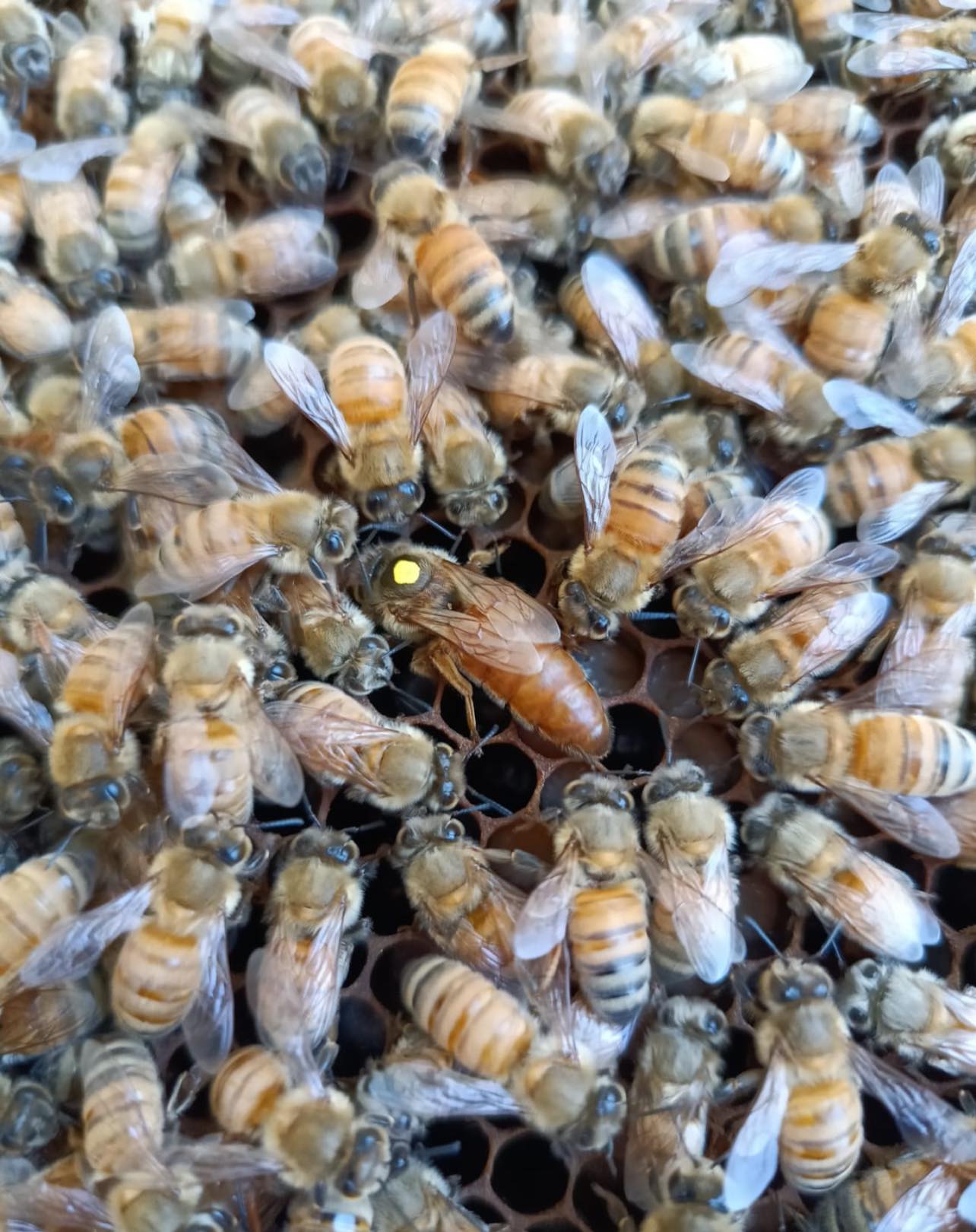 Established Bee Hives 8 Frames