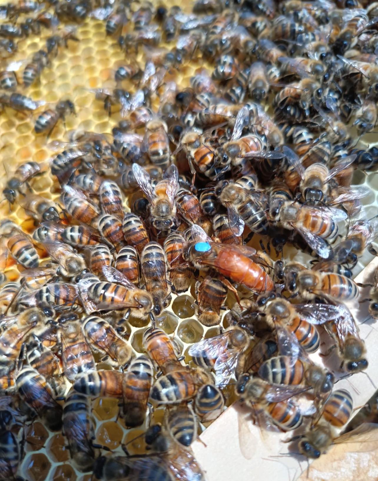 Established Bee Hives 8 Frames