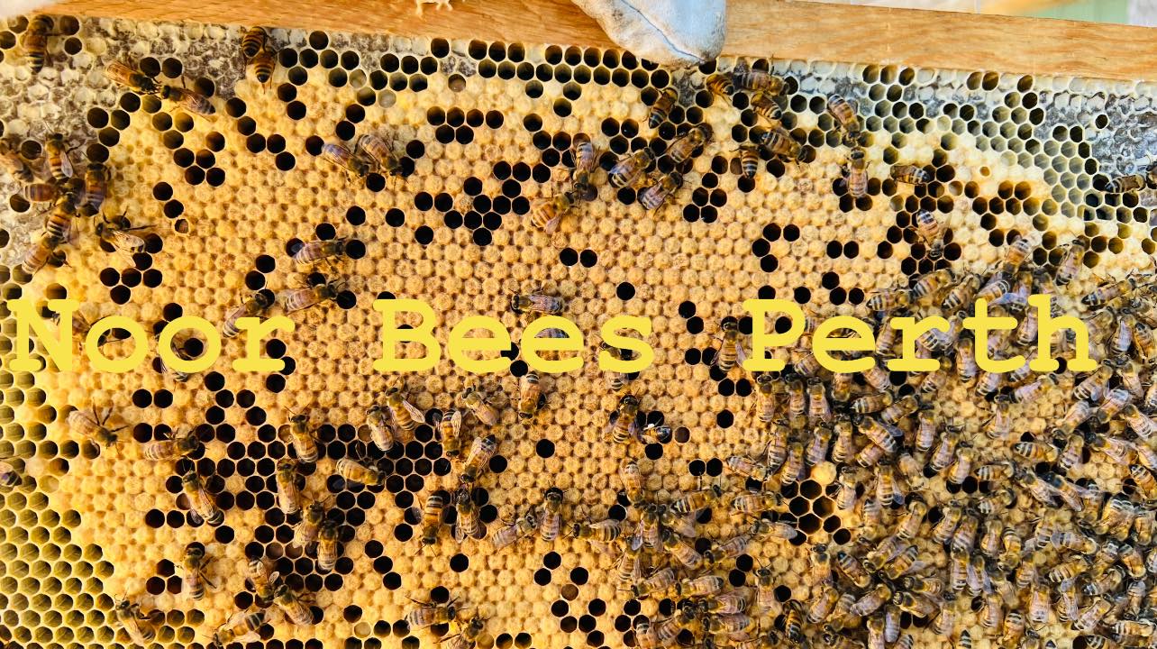 Established Bee Hives 10 Frames