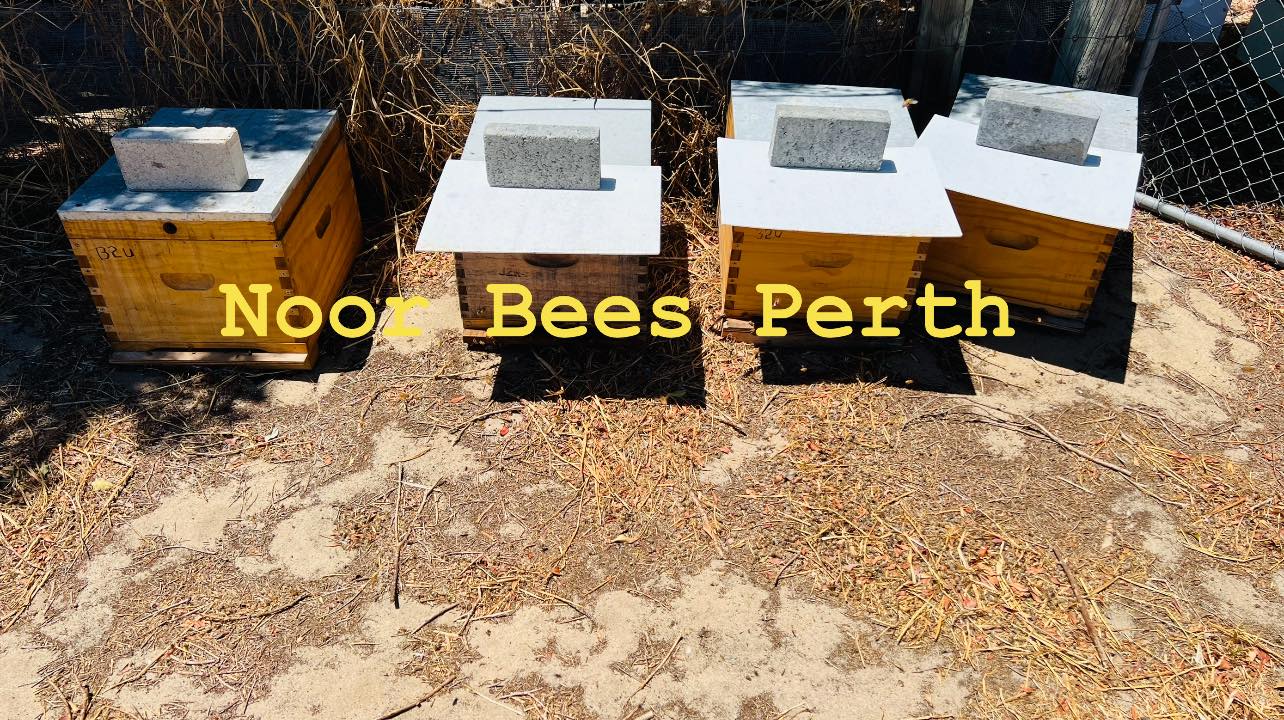 Established Bee Hives 10 Frames