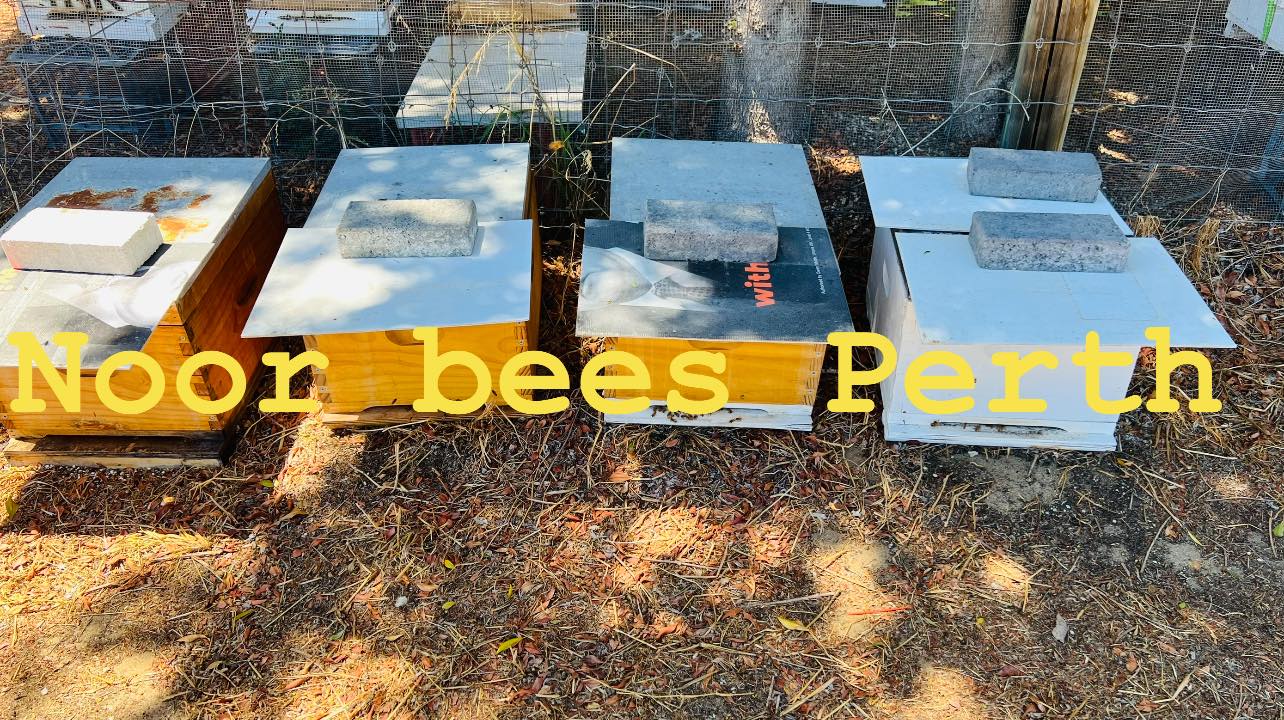 Established Bee Hives 8 Frames