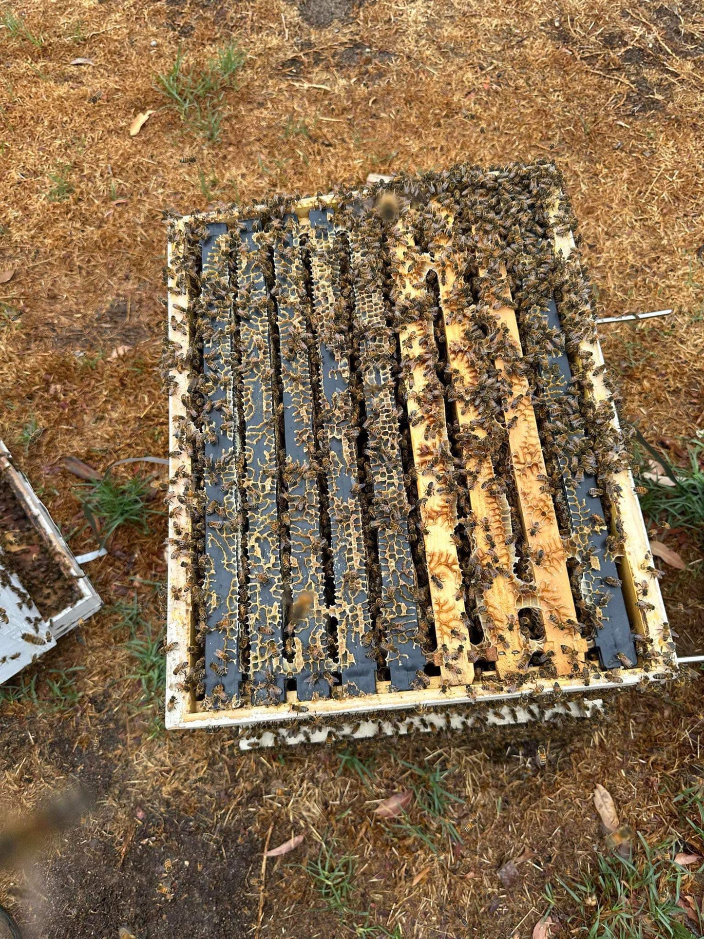 Established Bee Hives 8 Frames