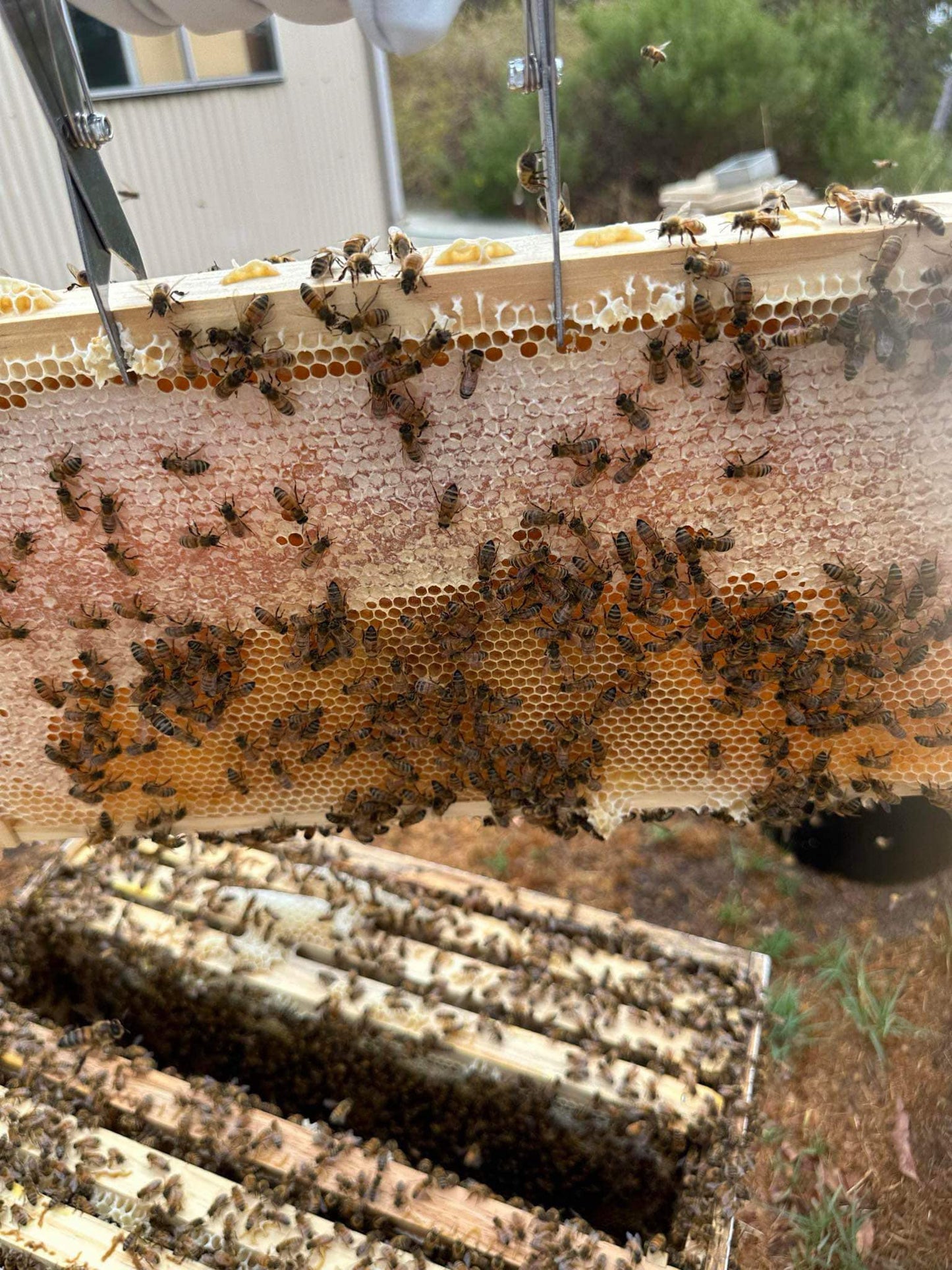 Established Bee Hives 10 Frames