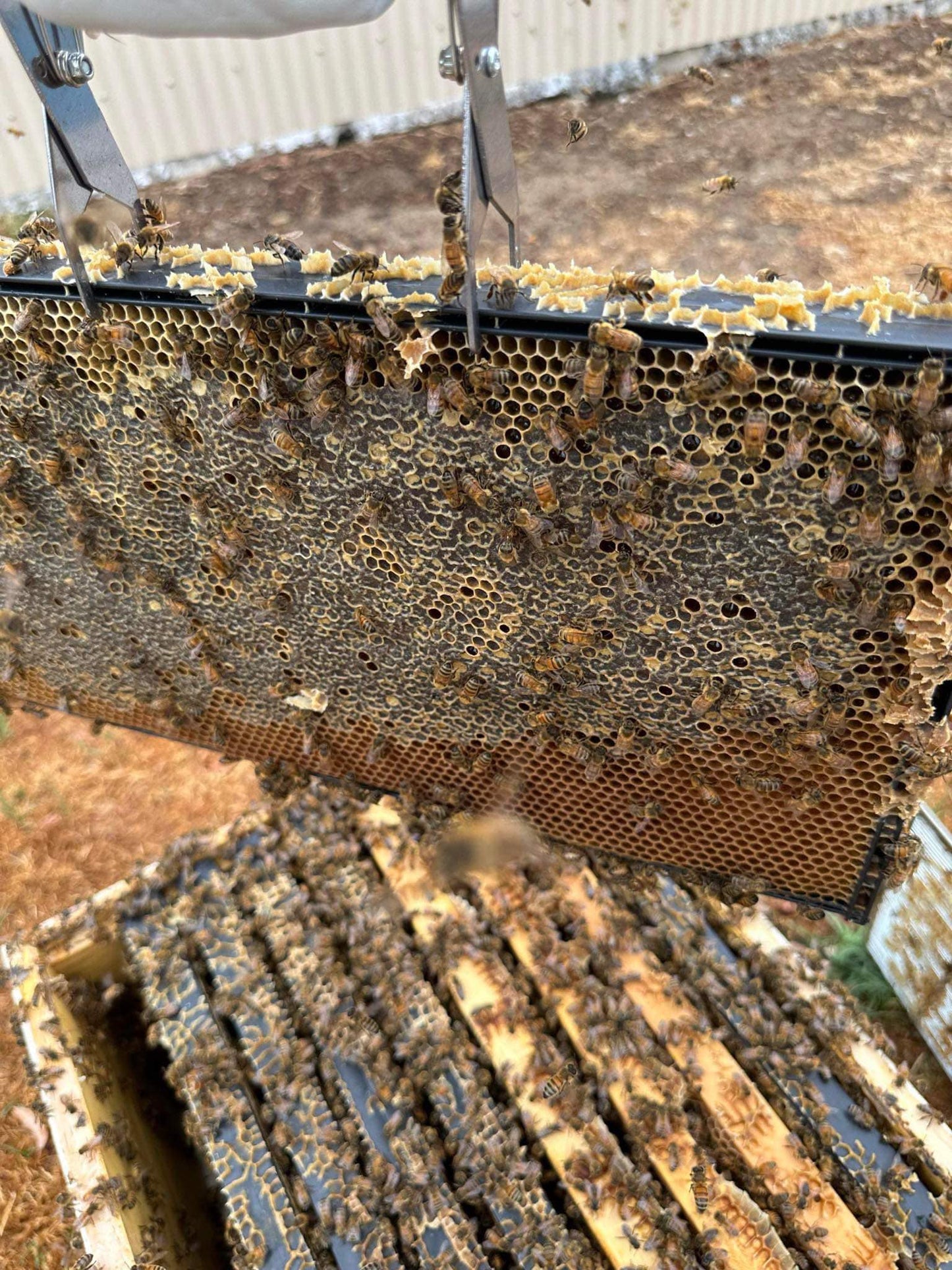 Established Bee Hives 8 Frames