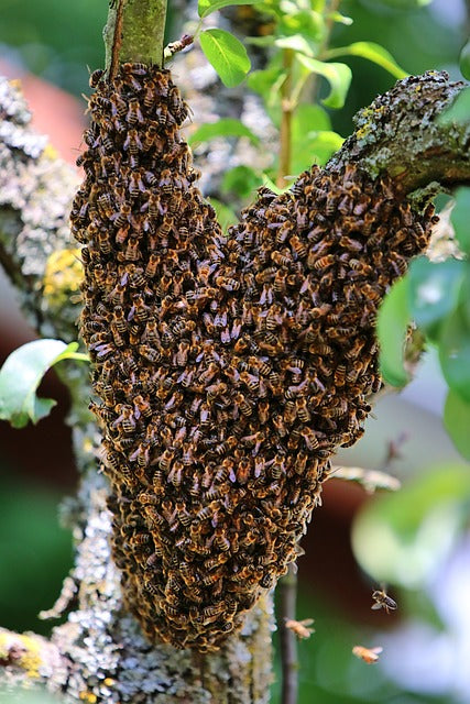 Bee Removal and Swarm Collection